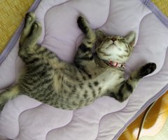 ネコ写真