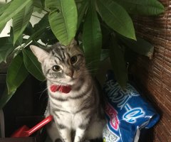 ネコ写真