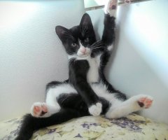 ネコ写真