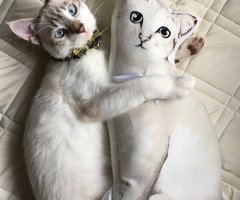 ネコ写真