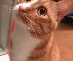 ネコ写真