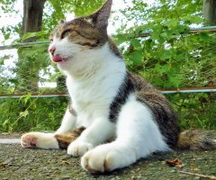 ネコ写真