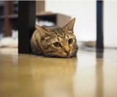 ネコ写真