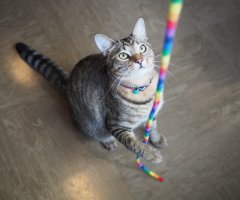 ネコ写真