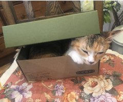 ネコ写真