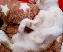ネコ写真