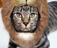 ネコ写真