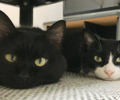ネコ写真
