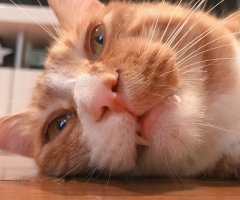 ネコ写真