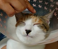 ネコ写真