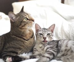 ネコ写真