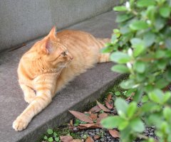 ネコ写真