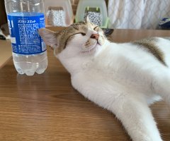 ネコ写真