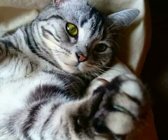 ネコ写真