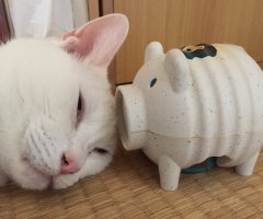 ネコ写真