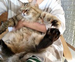 ネコ写真