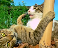 猫写真