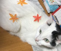 ネコ写真