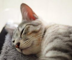 ネコ写真