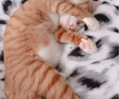 ネコ写真