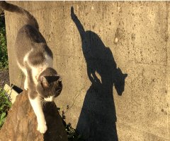 ネコ写真