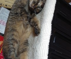 猫写真