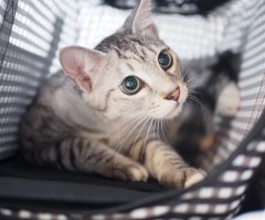 ネコ写真