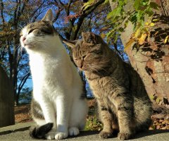 ネコ写真