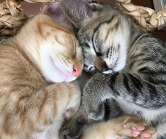 ネコ写真