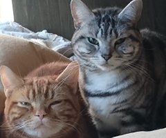 ネコ写真