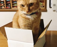 ネコ写真