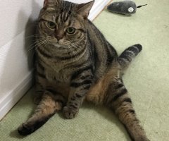 ネコ写真