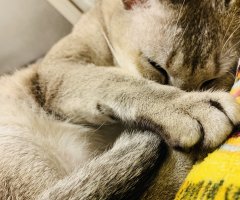 ネコ写真