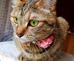ネコ写真