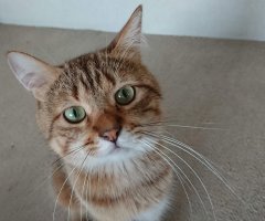 ネコ写真