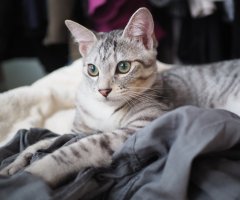 ネコ写真