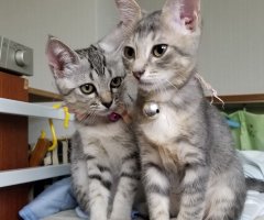 ネコ写真