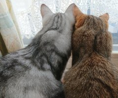 ネコ写真