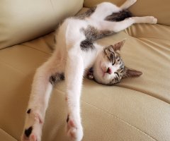ネコ写真