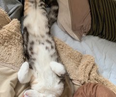ネコ写真