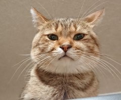 ネコ写真