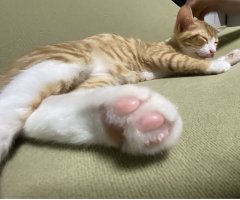 ネコ写真