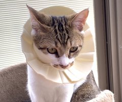 ネコ写真