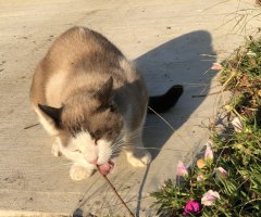 ネコ写真