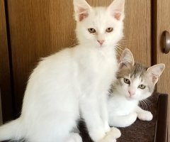 ネコ写真