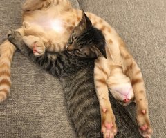 ネコ写真