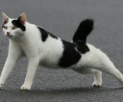 ネコ写真