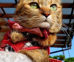 ネコ写真