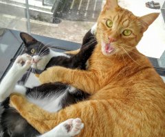 ネコ写真