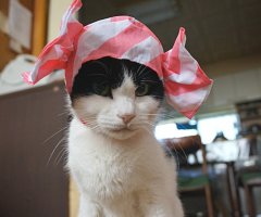 ネコ写真